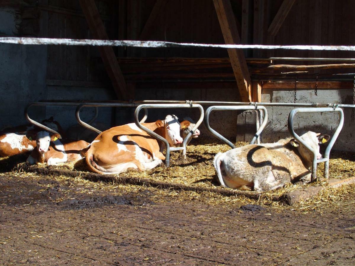 Bauernhof Ober Leilighet Birnbaum Eksteriør bilde